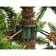 Фото Новогодняя искусственная литая сосна Triumph Tree Forest frosted 215 см Зеленая 0756770520346